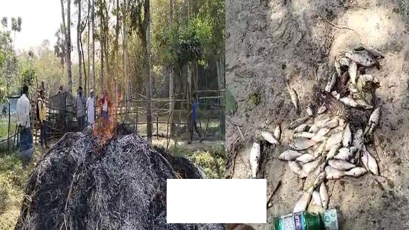 <span>কচুয়ায় / </span>খামারে অগ্নিসংযোগ ও পুকুরে বিষ প্রয়োগ