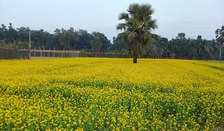 ফসলের মাঠে দ্যুতি ছড়াচ্ছে হলুদের আভা