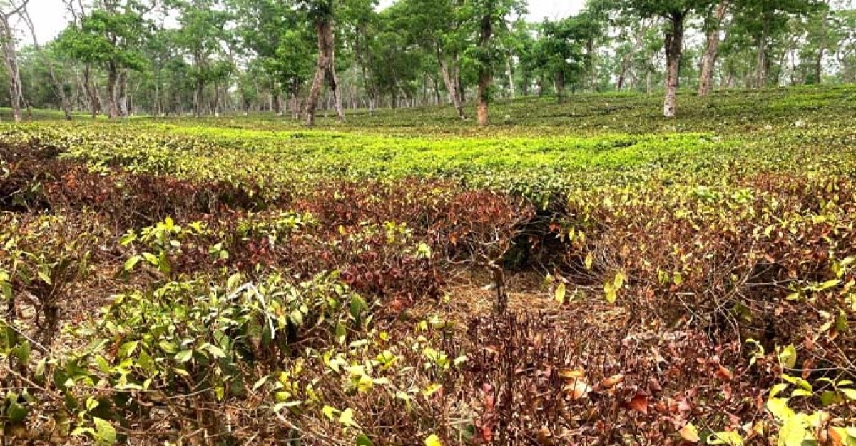 অনাবৃষ্টি কবলে হবিগঞ্জ জেলায় ২৪ টি চা বাগানে লোকসানের শঙ্কায় বাগান কর্তৃপক্ষ