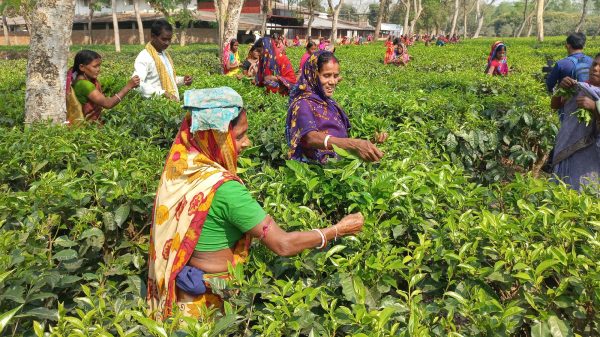 <span>এর পূর্বে লোকসানের সম্মুখীন ছিল / </span>এবার ১৩টি চা বাগান লাভজনক অবস্থানে ফিরে আসবে : ন্যাশনাল টি কোম্পানি