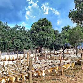 চাঁদাবাজ, দরপতন, গাছ কর্তন ও নানা ছুতায় ভূমি দস্যুদের দৌরাত্ম্য ধ্বংস হয়ে যাচ্ছে হবিগঞ্জের শাহজীবাজার এবং রূপাইছড়া রাবার বাগান