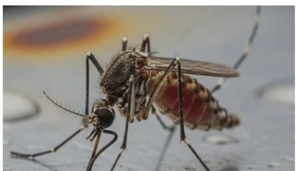 পটুয়াখালীতে মশার চরম উপদ্রব: অতিষ্ঠ জনজীবন, বাড়ছে স্বাস্থ্যঝুঁকি