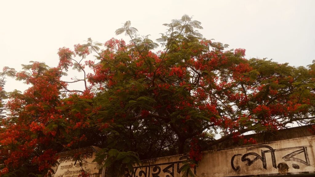মনোহরদী পৌরসভা চত্বরে কৃষ্ণচূড়ার রূপে মুগ্ধতা ছড়াচ্ছে প্রকৃতি