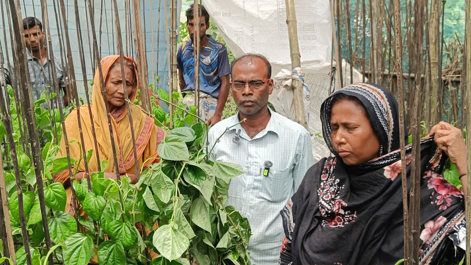 বাগমারায় পানের বরজে দুর্বৃত্তদের কীটনাশক প্রয়োগে, কৃষকের ২ লাখ টাকার ক্ষতি