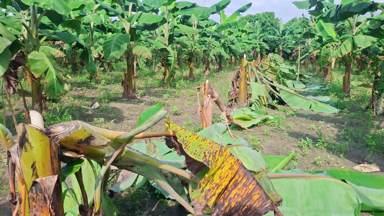 মাগুরায় জমি দখলের অভিযোগ,গাছ কাটার প্রতিবাদ করায় প্রাণনাশের হুমকি