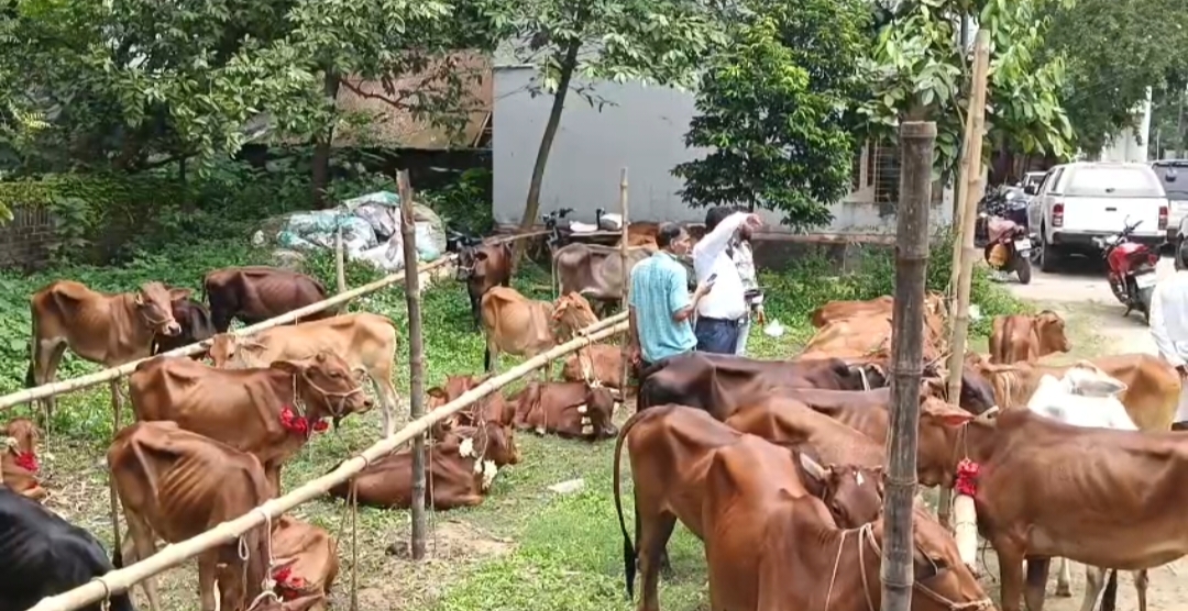 কালিয়াকৈরে অসহায় ৫০ পরিবারকে গরু বিতরণ