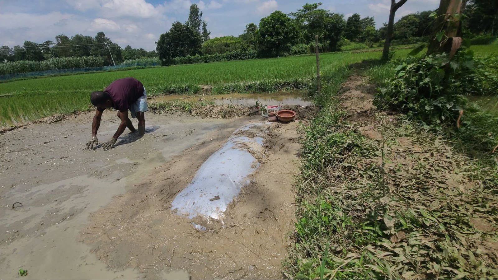 অবশেষে পানিভর্তি ধানক্ষেতেই আদিবাসী নারী মেনোকার শেষ ঠিকানা