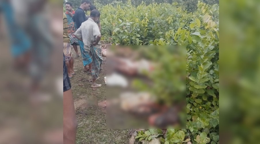 শ্রীপুরে গভীর বনের ভেতর মিলল ১২ ঘোড়ার দেহাবশেষ, উধাও মাংস