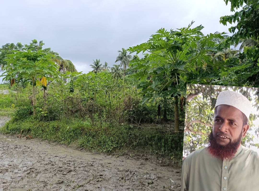 তালায় অস্তিত্বহীন মাদ্রাসার নামে বই উত্তোলন: ভবনের স্থানে ক্ষেতে পেঁপে-বেগুন-ভেন্ডি ও মরিচের চাষ