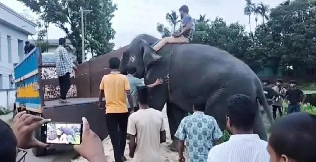 মন্ত্রীর নির্দেশে গাজীপুর সাফারি পার্কে আনা হলো দুই হাতি