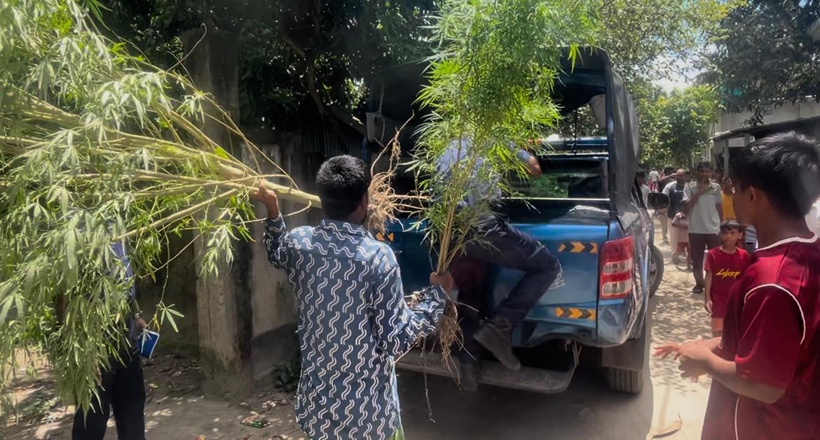 গজারিয়ায় কোম্পানির পরিত্যক্ত জায়গা থেকে ৬টি গাঁজা গাছ উদ্ধার