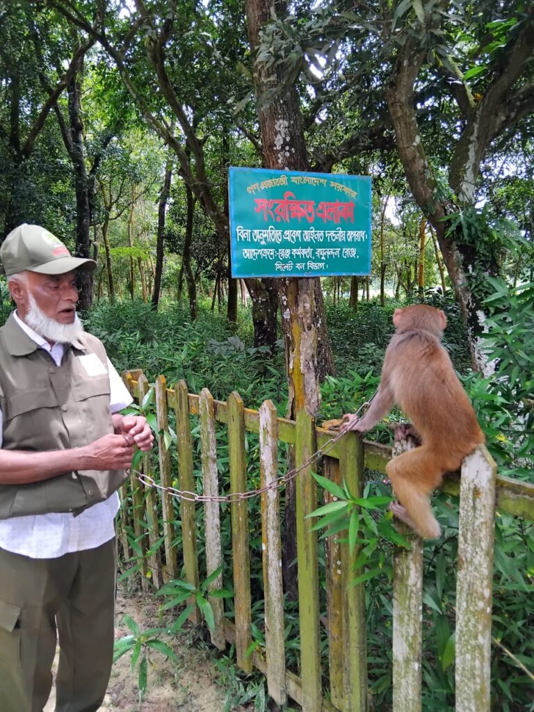 মাধবপুরে নোয়াপাড়া চা বাগান থেকে একটি বাচ্চা বানর উদ্ধার করে রঘুনন্দন রেঞ্জ সংরক্ষিত এলাকায় অবমুক্ত