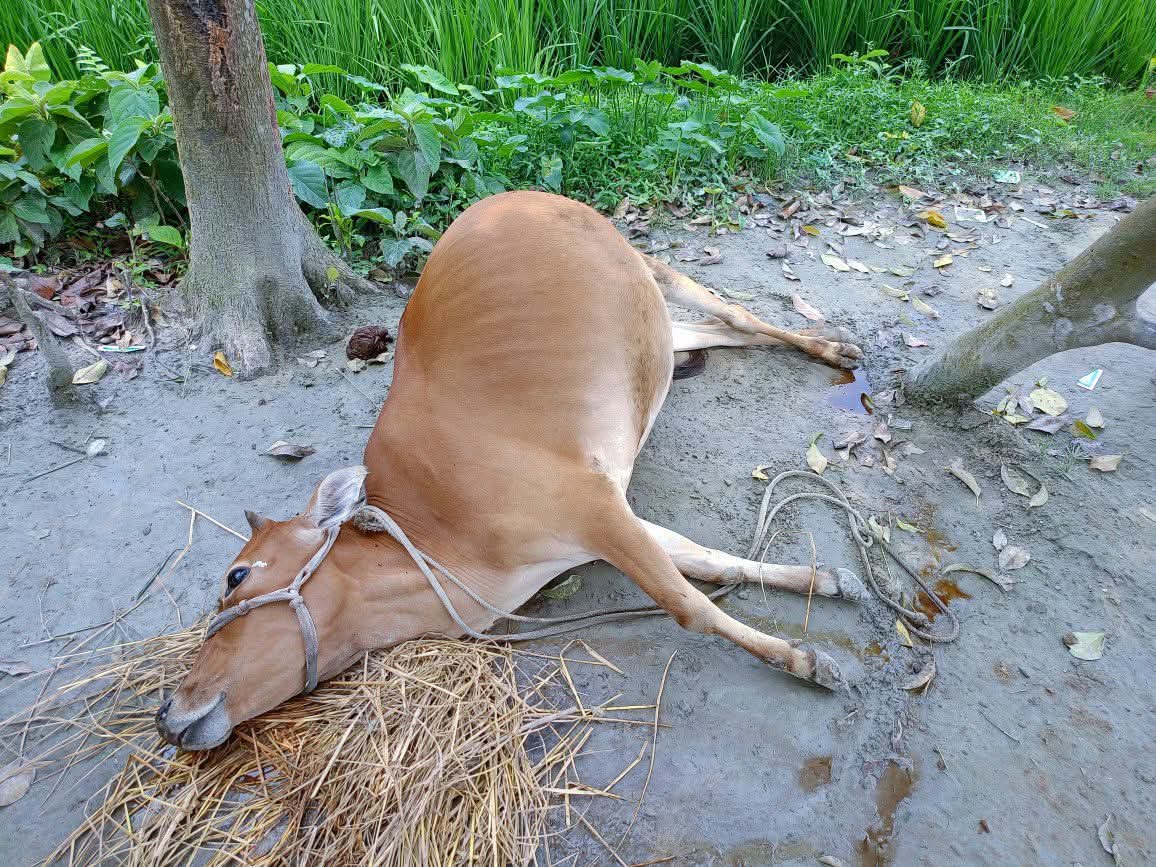 ধানের গুঁড়া ও ফিট খাওয়ার আধা ঘণ্টার মধ্যে ৪ গরুর মৃত্যু