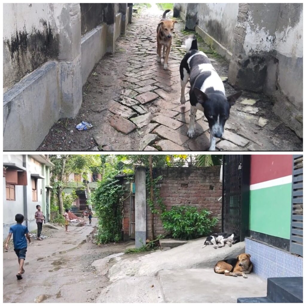 কালীগঞ্জে কুকুরের অত্যাচারে অতিষ্ঠ মাস্টারপাড়াবাসী