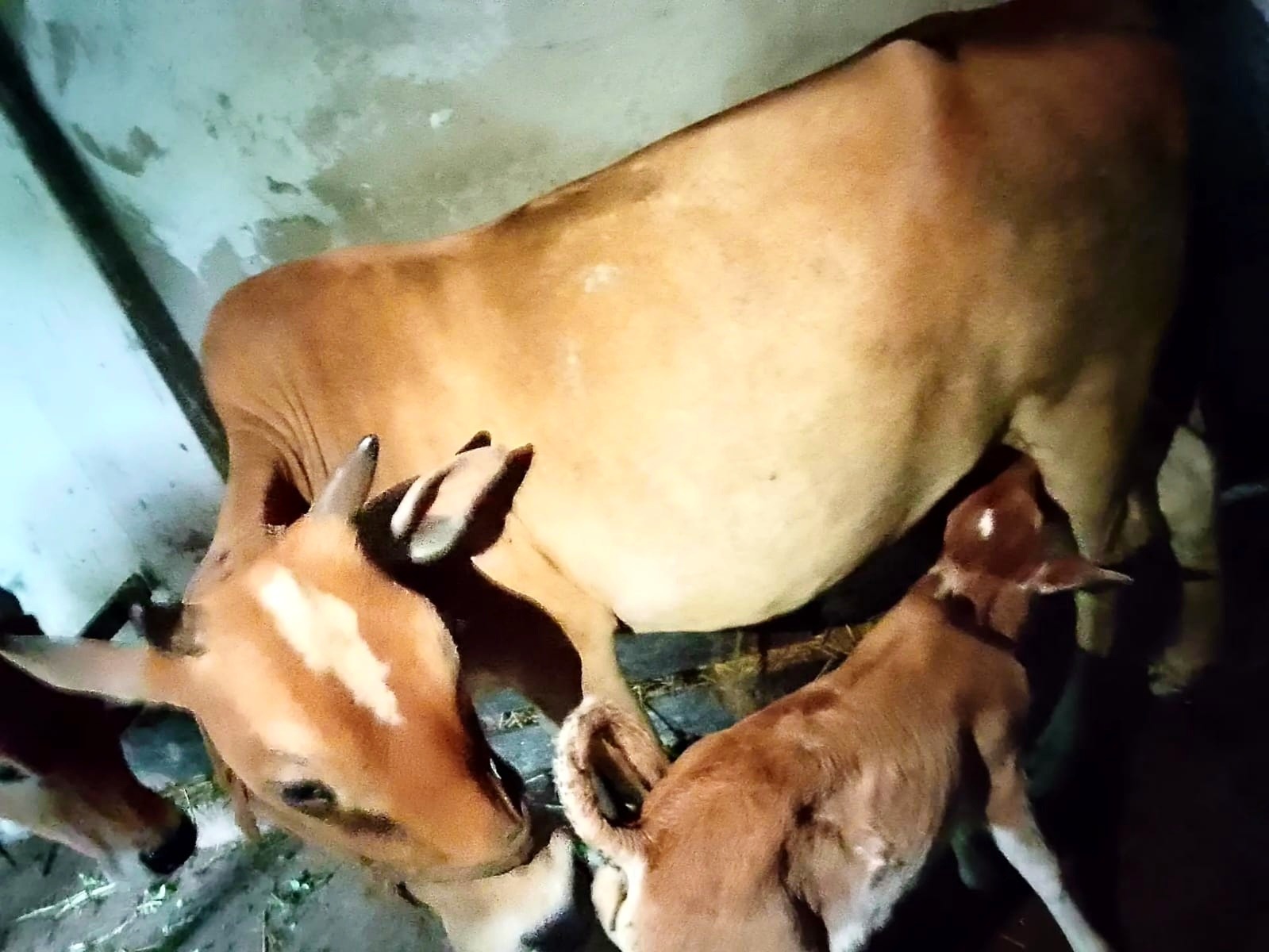 চুনারুঘাটে গোয়ালঘর থেকে ৩ গরু চুরি, দিশেহারা কৃষক