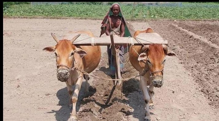 গ্রামীণ বাংলার ঐতিহ্যবাহী গরুর লাঙ্গল জোঁয়ালে হালচাষ আজ বিলুপ্তির পথে