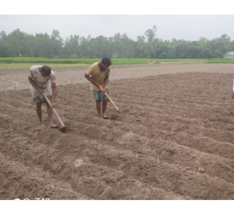 আগাম আলু বপনে ব্যস্ত সময় কাটাচ্ছেন কিশোরগঞ্জের চাষিরা