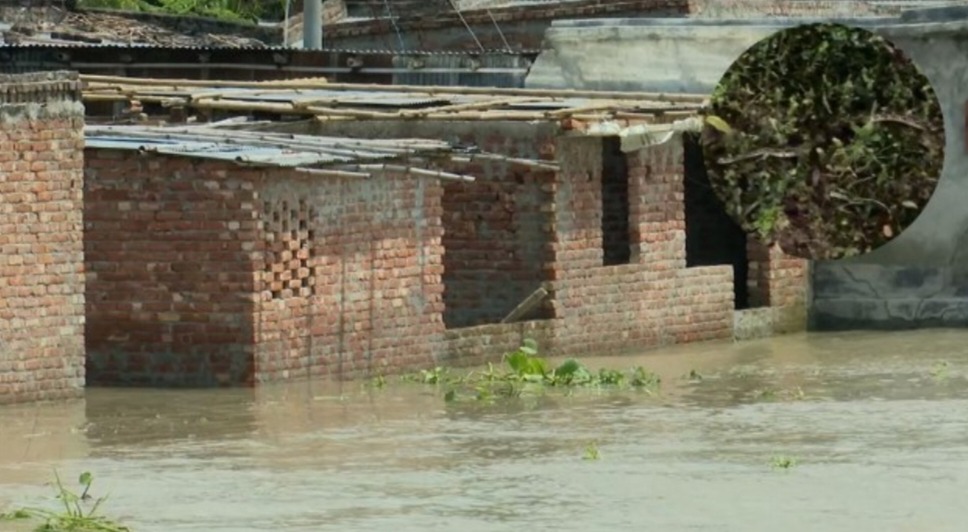 রাজশাহী পদ্মার পানি বৃদ্ধিতে রাজশাহীতে সাপের আতঙ্ক  চরাঞ্চল প্লাবিত,লোকালয়ে রাসেল ভাইপার রাত কাটছে নির্ঘুম