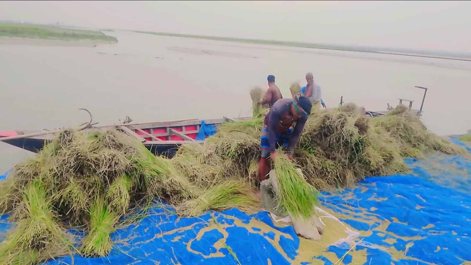 নতুন ধান কাটা ও মাড়াইয়ে ব্যস্ত তিস্তা চরাঞ্চলের কৃষক