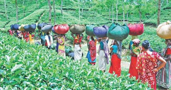 কৃষি ব্যাংকে লোন না দেওয়ায় শ্রমিকদের বকেয়া মজুরি ও দুর্গাপূজা বোনাস দিতে না পারায় অনির্দিষ্ট কালের কর্মবিরতি দিয়ে চা বাগান বন্ধ